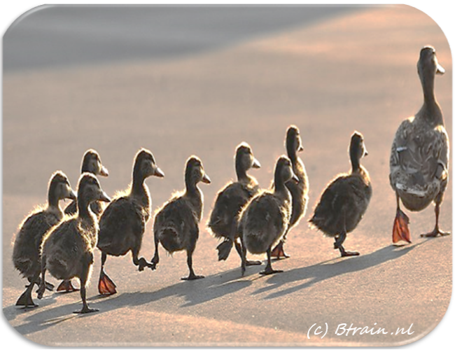 &copy; Copyrights / Auteursrechten